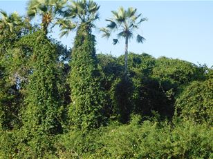 Managing invasive rubbervine in Brazil 