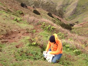 Rescuing and restoring the native flora of Robinson Crusoe Island