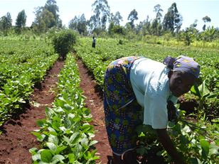 Developing biopesticides to remove the need for cold storage