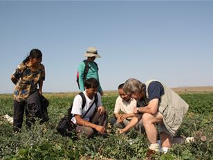 Exploring options to control Canada thistle