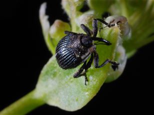 Biological control of perennial pepperweed in the United States