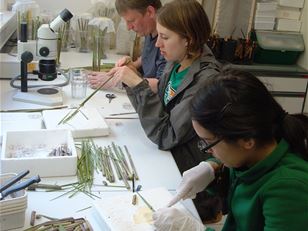 Protecting North America’s wetlands from common reed