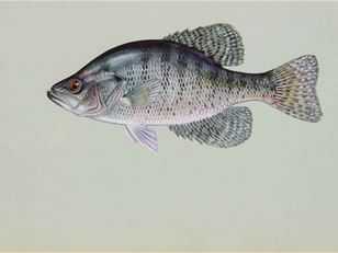 Invasive species data