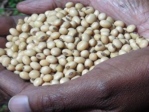 Gender and the Legume Alliance