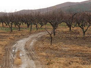 Partnerships for improving fruit production in DPR Korea 