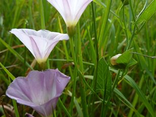 Revisiting biological control of field bindweed
