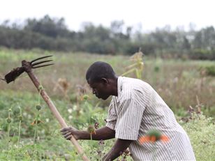 Invasive species: The livelihoods threat