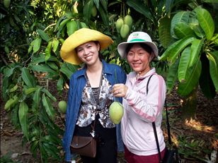 Producing fruit crops through innovative and market-orientated IPM in Vietnam