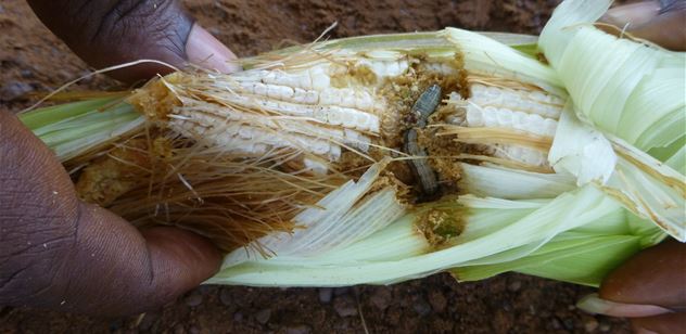 Fall Armyworm outbreak in Africa