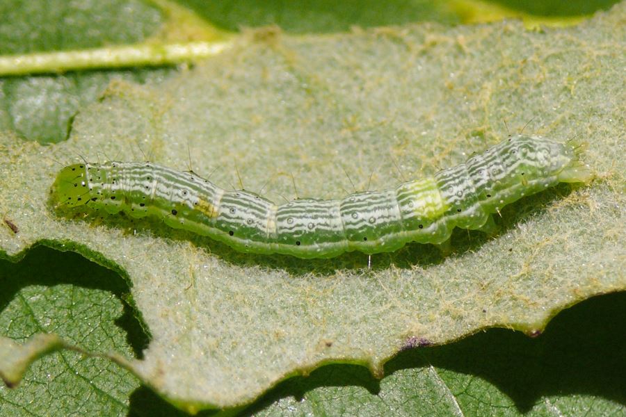 Autographa gamma (silver-Y moth); Young caterpillar. October 2014.