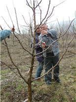 Albanian apple farmers