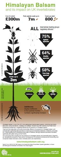 Himalayan balsam - impact on UK invertebrates