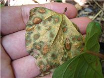 "Mycosphaerella