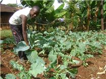 Felix working in his farm