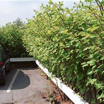Japanese knotweed in a car park
