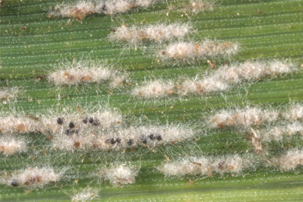 Blumeria graminis (powdery mildew of grasses and cereals); Powdery mildew on leaf with cleistothecia present.