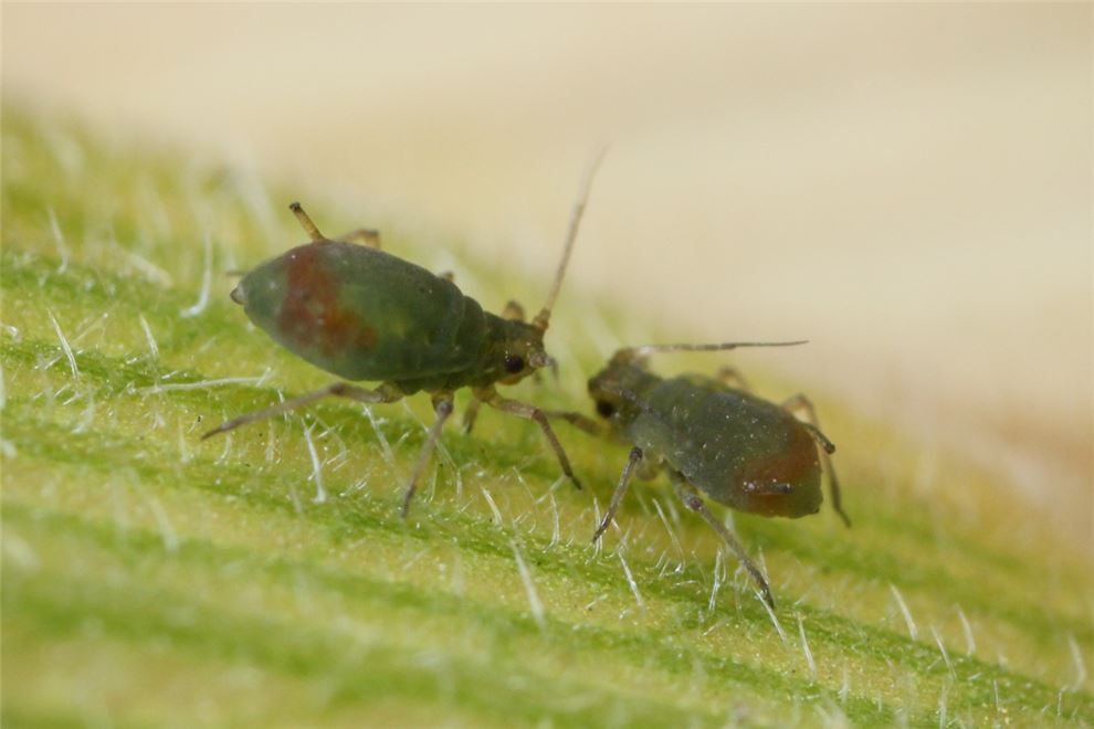 Rhopalosiphum padi (grain aphid); Apterae.