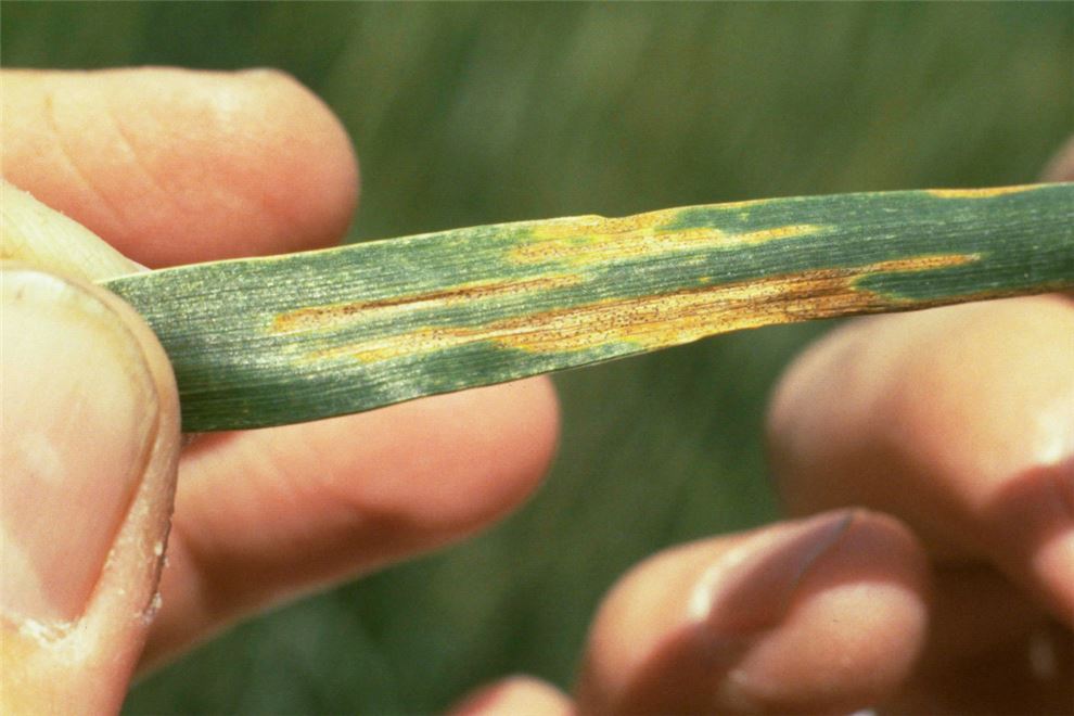 Septoria (Septoria leaf spot); Symptoms on winter wheat leaf.