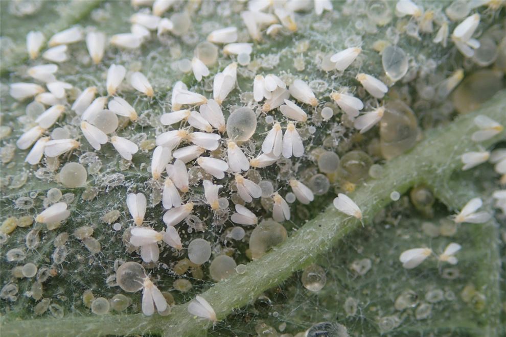 Trialeurodes vaporariorum (whitefly, greenhouse); Infestation on leaf.