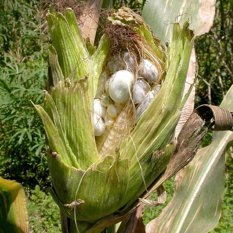 Common smut of maize