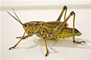 locust
