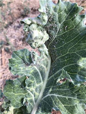 Turnip mosaic virus on kale