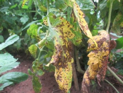 Early blight of tomato 