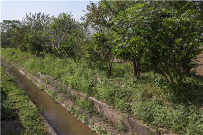 Parthenium in Vegetable Fields.
