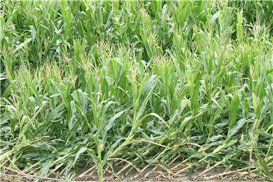 Maize