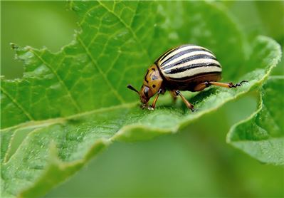 Colorado beetle eats a potato leaves young. Pests destroy a crop in the field. Parasites in wildlife and agriculture. Asia Pacific Regional Consultation 2018 China