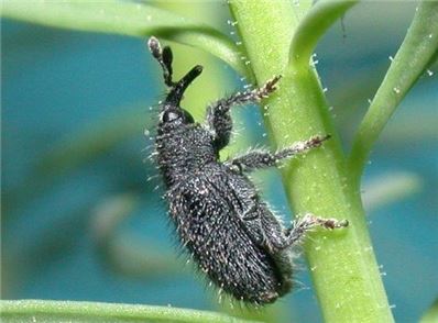 Shoot galling weevil