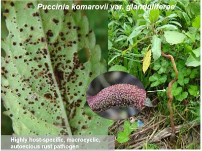 Puccinia