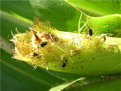Western corn rootworm
