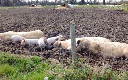 sows
pigs
piglets