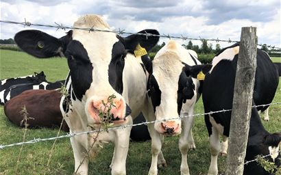 inquisitive dairy heifers looking over the fence