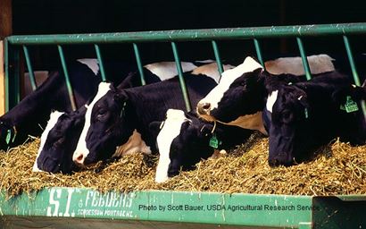 Holstein dairy cattle