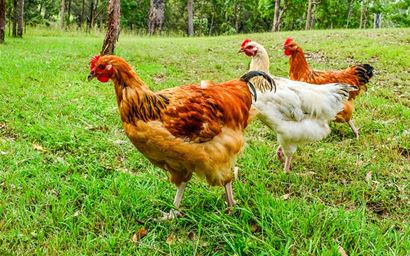 chickens
fowls
hens