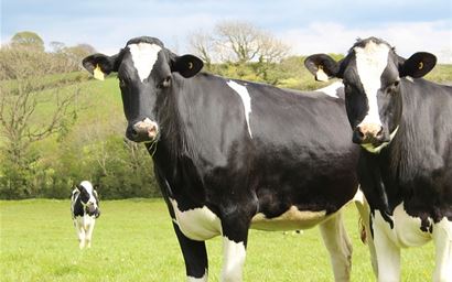 dairy cattle on pasture
