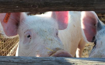 pigs
pigs in pen