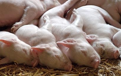 piglets
young animals
pigs