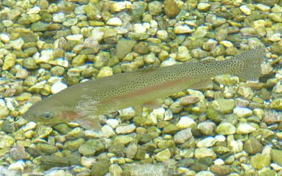 rainbow trout
fishes
aquaculture