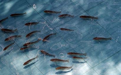tilapias in pond