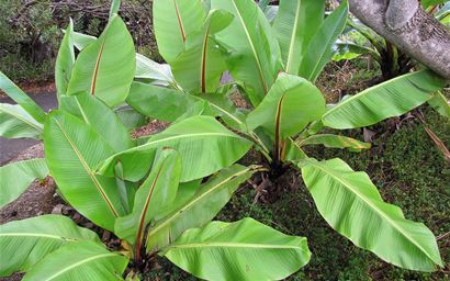 Habit