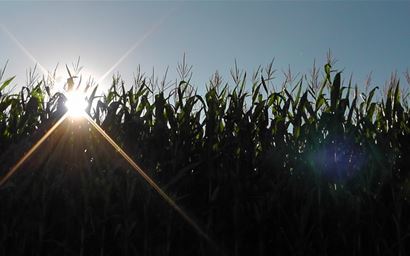 A field of corn.