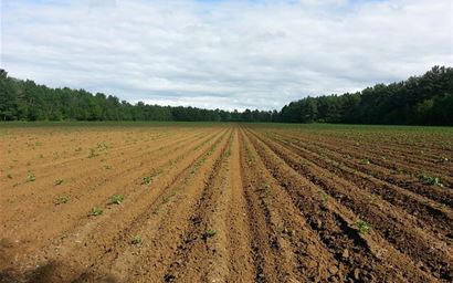 Seedlings in a field.