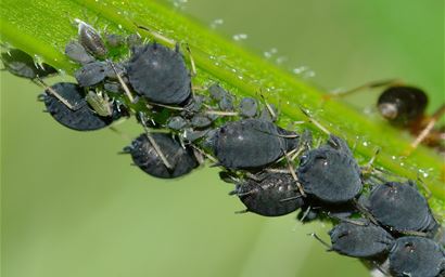 Group of Aphids on a plant stem.