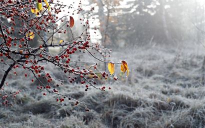 berries on tree in winter