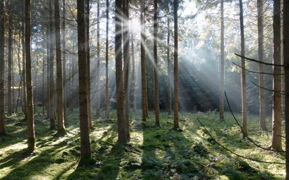 Sun shining through spruce tree trunks in a coniferous forest