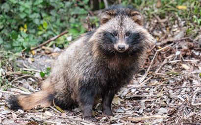 Raccoon dogs threaten Scandinavian ground-nesting ducks