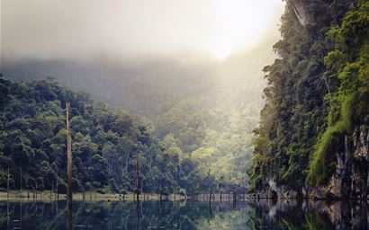 Rainforest